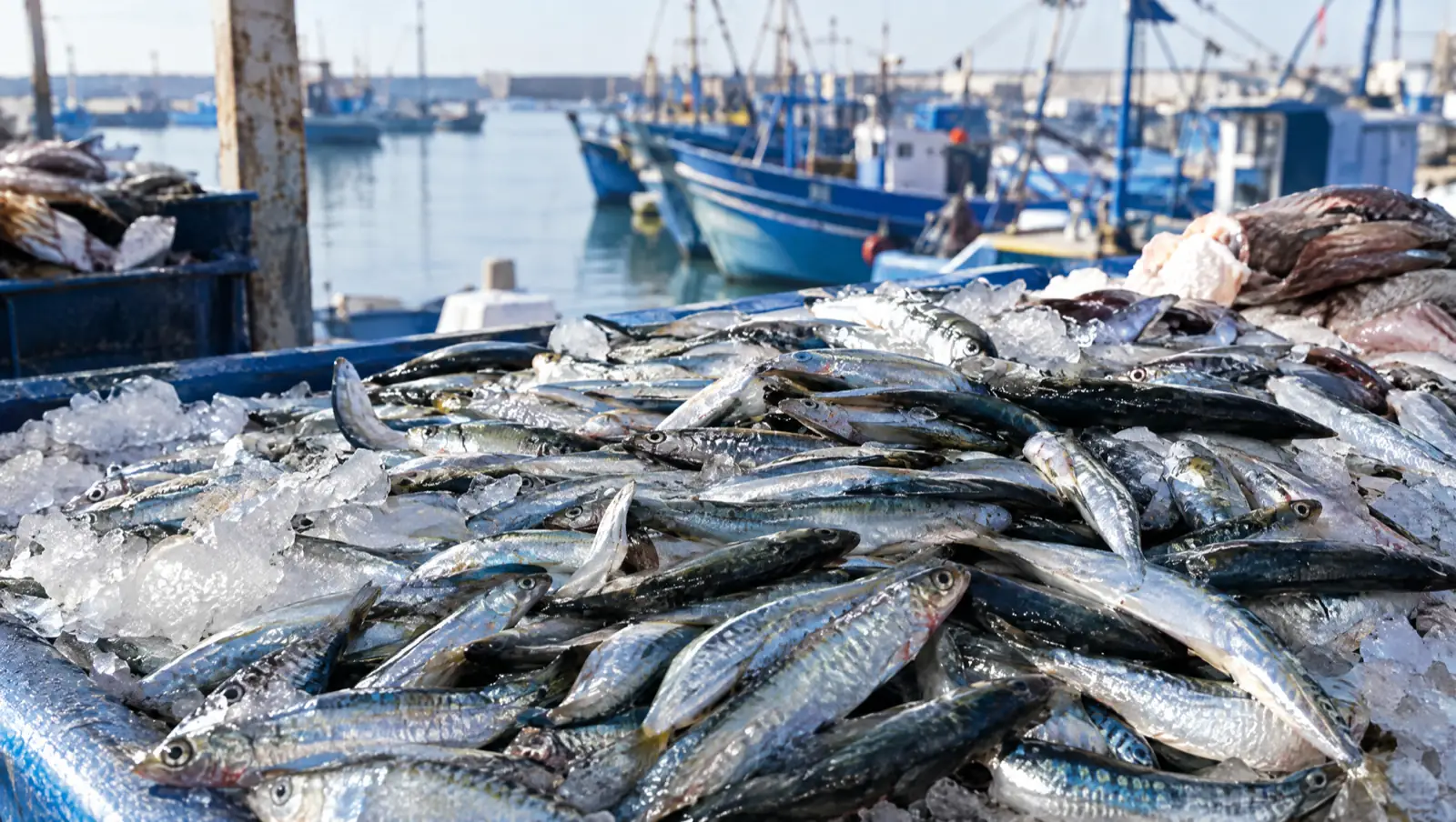 Sardine fraîche sur la glace au port, au Maroc : sa teneur en oméga 3 varie selon la saison